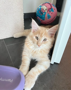 Wundervolle Maine Coon Kitten