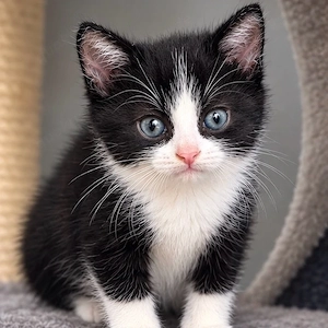 süßer Kater sucht liebevolles zu Hause 