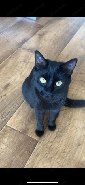 katze weiblich erwachsen abzugeben 