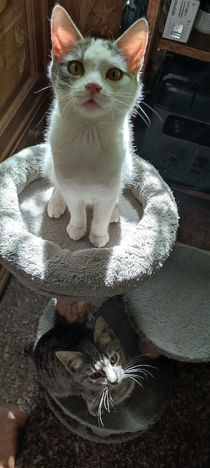 Katzenbaby's  Kitten  Heilige Birmamix 