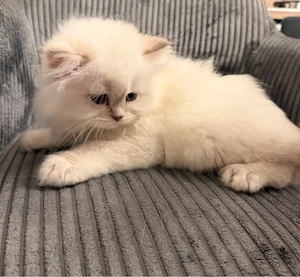 BKH und BLH Kitten 