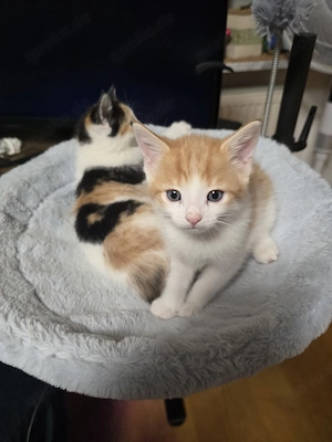 Hauskatzen 