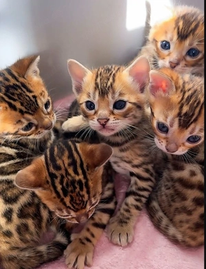 4 Süße Bengal Kitten suchen Ihr Zuhause