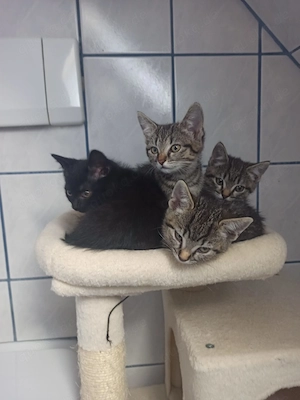 Süße Katzenkitten