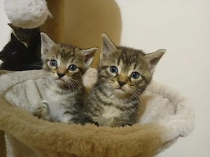 Kätzchen  Babykatzen  Katzenbabys