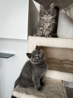 Süße Britisch Langhaar Kurzhaar Kitten abgabebereit 