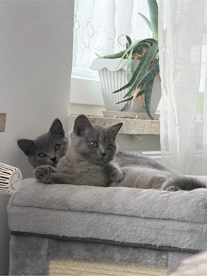 Zwei süße BKH-Jungs suchen ein liebevolles Zuhause