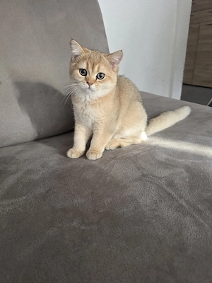 weiblich bkh golden 