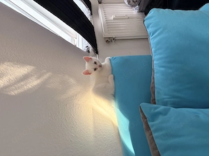Kitten (Kater) sucht noch ein Zuhause