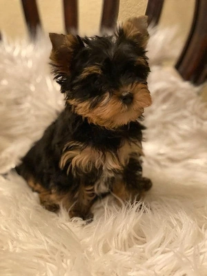 Yorkshire terrier Welpen suchen ein liebevolles