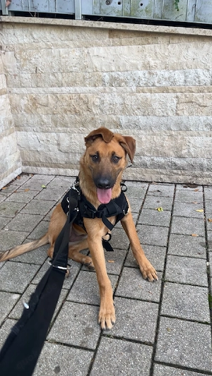 Belgischer Schäferhund Malinios Welpe Hündin 