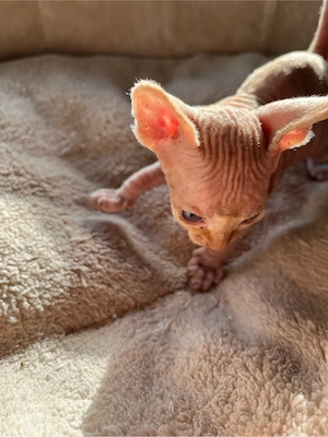 Sphynx Babys mit Tasthaare royal