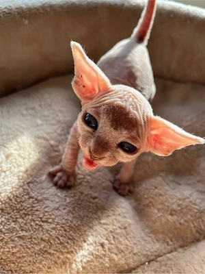 Canadian Sphynx Babys mit Tasthaare royal