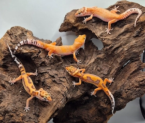 Wunderschöne Leopardgeckos 2026 abzugeben super zahm