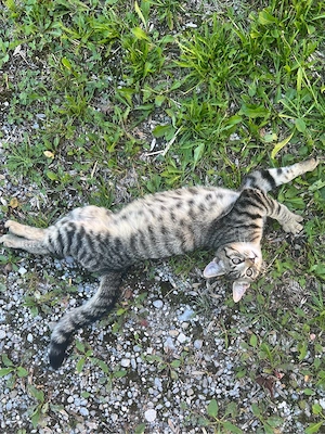 babykatzen