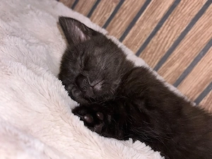 Katzen Baby