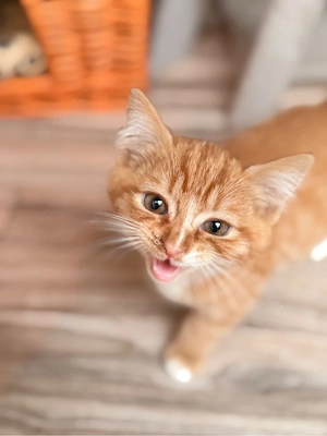 BKH - Perser - Mix - Kitten