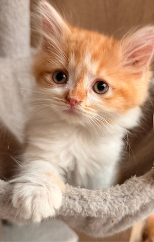BKH - Perser - Mix - Kitten