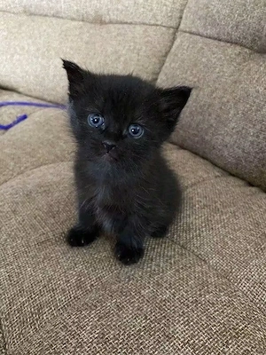 Katzenbaby Kätzchen 