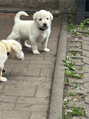 labrador welpe 