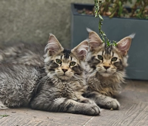 Reinrassigen Maine Coon XXL Kitten mit Stammbaum  sucht sein Traum-Zuhause!   