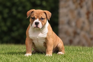 (Abgabebereit) American Bully Welpen (mit ABKC) Papieren 