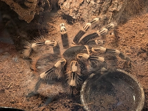 Lasiodora Parahybana +Acanthoscurria  Geniculata