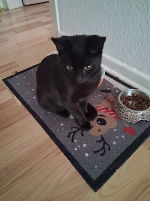 Katze Kater 