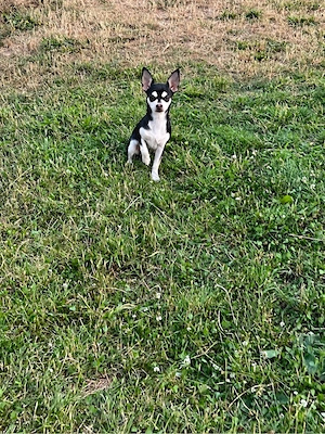 Chihuahua Hündin in Black Husky