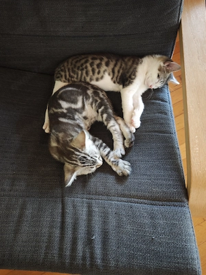 Bengal-Mix Kater 13 Wochen 