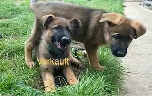Deutsche Schäferhund Welpen 