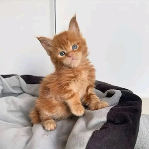 Traumhafte Maine-Coon-Kätzchen bereit für ihre neue Familie