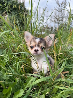 Chihuahua welpe Rüde Husky