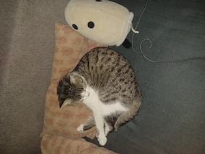 Verschmuste (Baby) katze