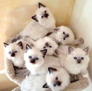Kitten  available for adoption 