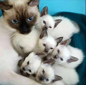 Kitten available for adoption 