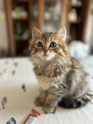Birma Mix Kitten Junge und Mädchen