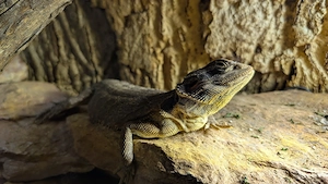 Komplett-Set: Großes Terrarium mit gesunder Bartagame & Zubehör