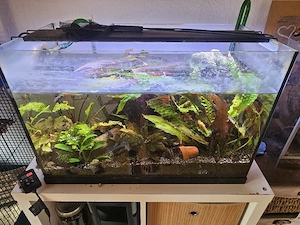 Aquarium abzugeben 