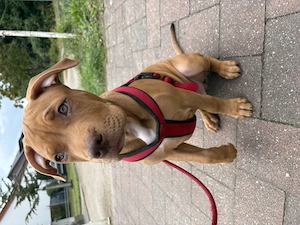 American Bully Welpe 16 Wochen 