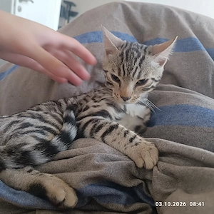 1 Silber-Bengal-Kater
