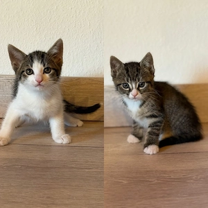 Katzenbabys Kitten Babykatzen getigert 