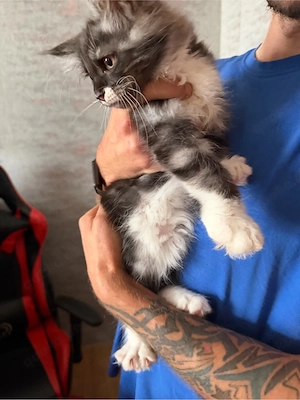 Maine Coon XL Maine coon Kitten 