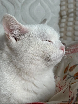 Reinrassiger BKH Kater schneeweiß, verschmust & liebevoll
