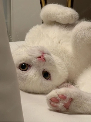 Reinrassiger BKH Kater schneeweiß, verschmust & liebevoll