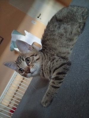 bengal maine coon mix 12  wochen alt
