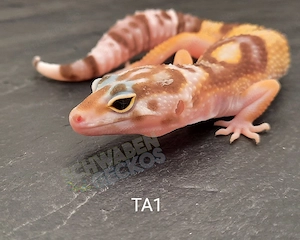 Leopardgecko Afghan Tangerine und Tremper Albino 