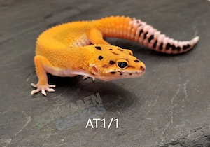 Leopardgecko Afghan Tangerine und Tremper Albino 