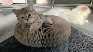 Wunderschöne Ragdoll & BKH-Mix Mädels suchen ein liebevolles Zuhause!