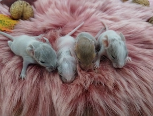 Niedliche Degu Kids in Sonderfarben:Lilac-Schecke,Sand suchen demnächt ihr First Class Hotel